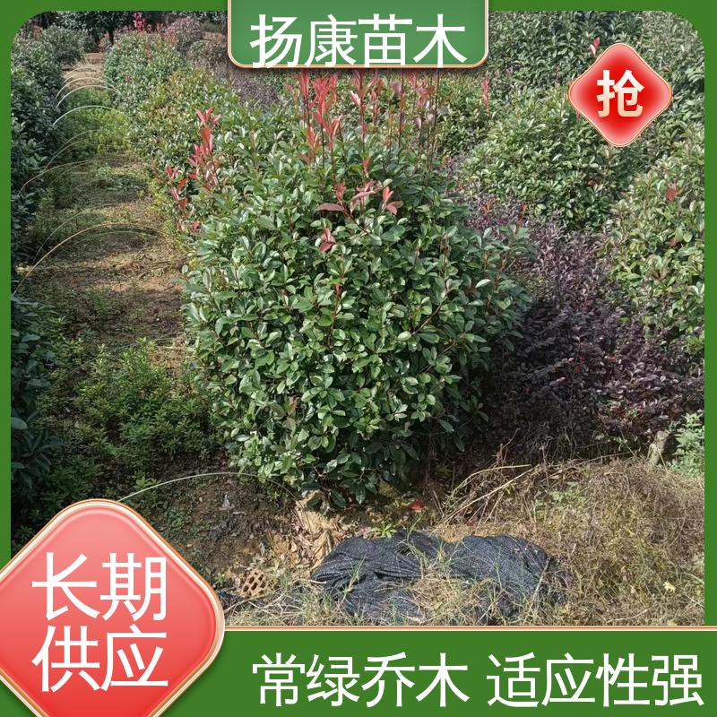 扬康苗木 红叶石楠树 园林庭院造景植物 高端大气美观