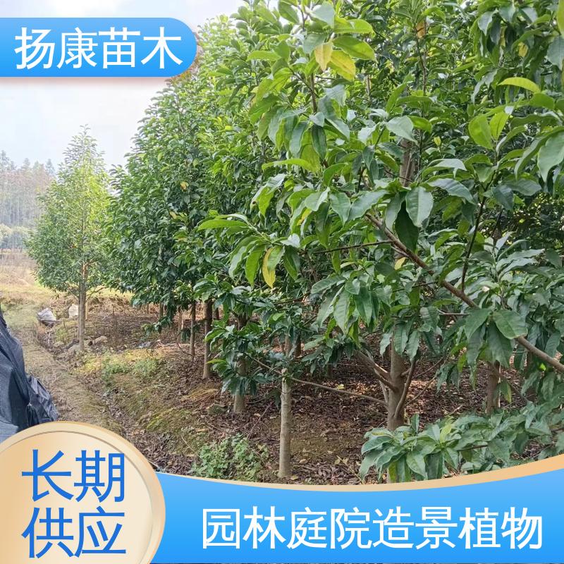 扬康苗木 15公分平 昌含笑 园林绿化工程设计 造型优美 易成活