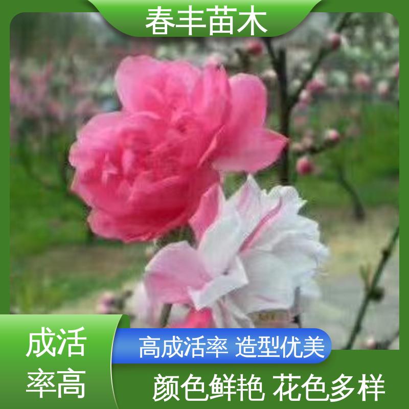 春丰苗木 桃花苗2公分 园林庭院造景植物 重花叠瓣 五彩缤纷