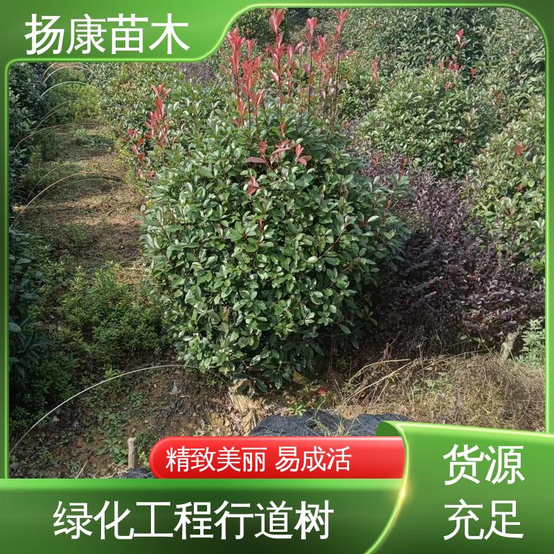 扬康苗木 基地供应 红叶南栓 绿化工程改造苗 造型优美 易成活