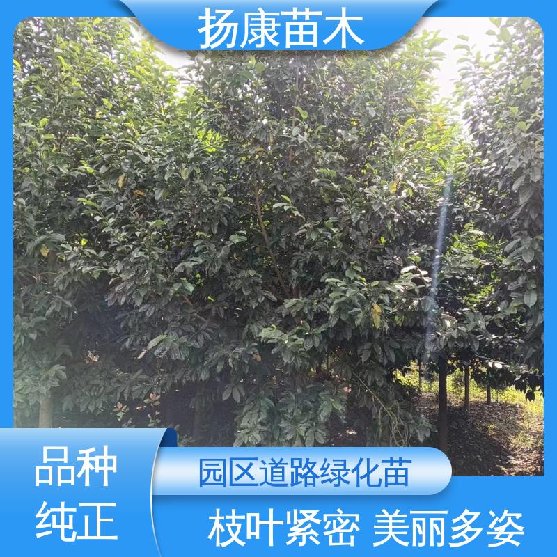 扬康苗木 基地供应 浙 江乐 昌含笑 园林绿化工程设计 造型优美 易成活