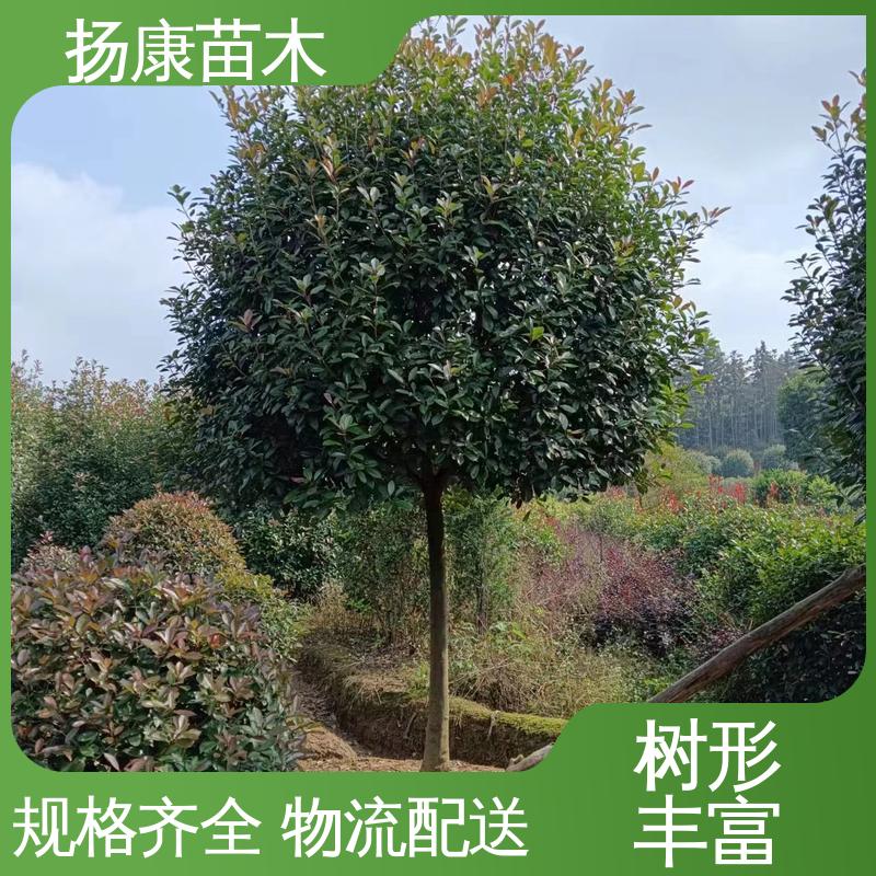 扬康苗木 基地供应 红叶南栓 园林庭院造景植物 树形丰富 成活率高