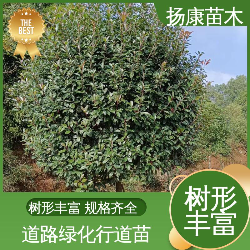 扬康苗木 红叶石楠球 绿化工程专用苗 环境适应性强