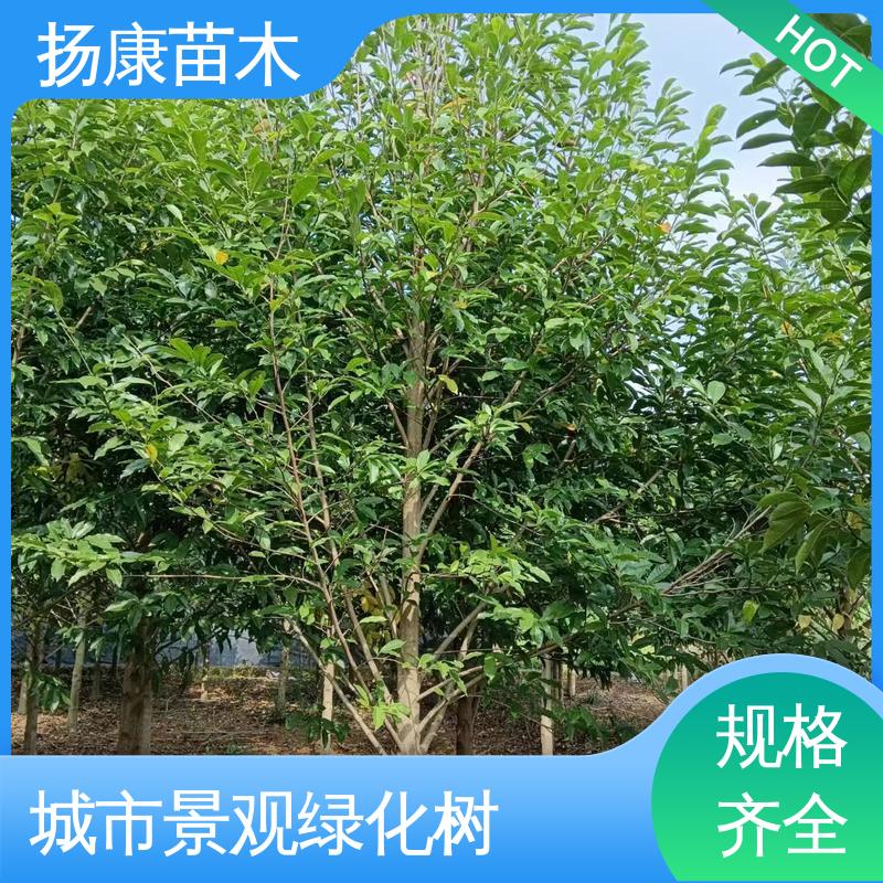 扬康苗木 18公分乐 昌含笑 城市景观绿化树 观赏价值高