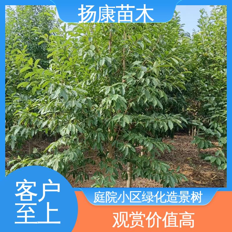 扬康苗木 18公分乐 昌含笑 道路绿化行道苗 枝叶紧密 美丽多姿