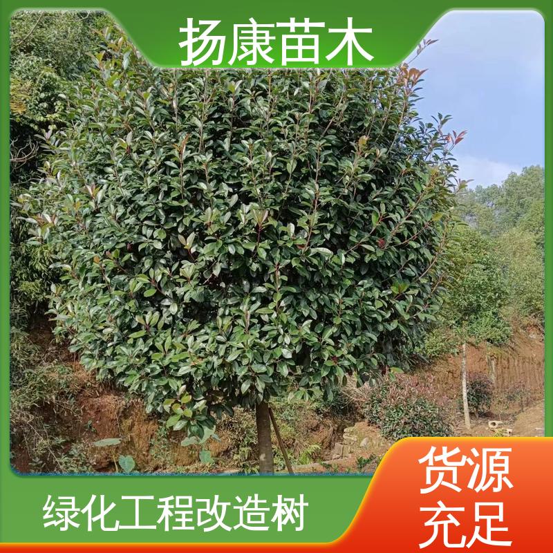 扬康苗木 红叶石楠树 园区道路绿化苗 枝叶紧密 美丽多姿