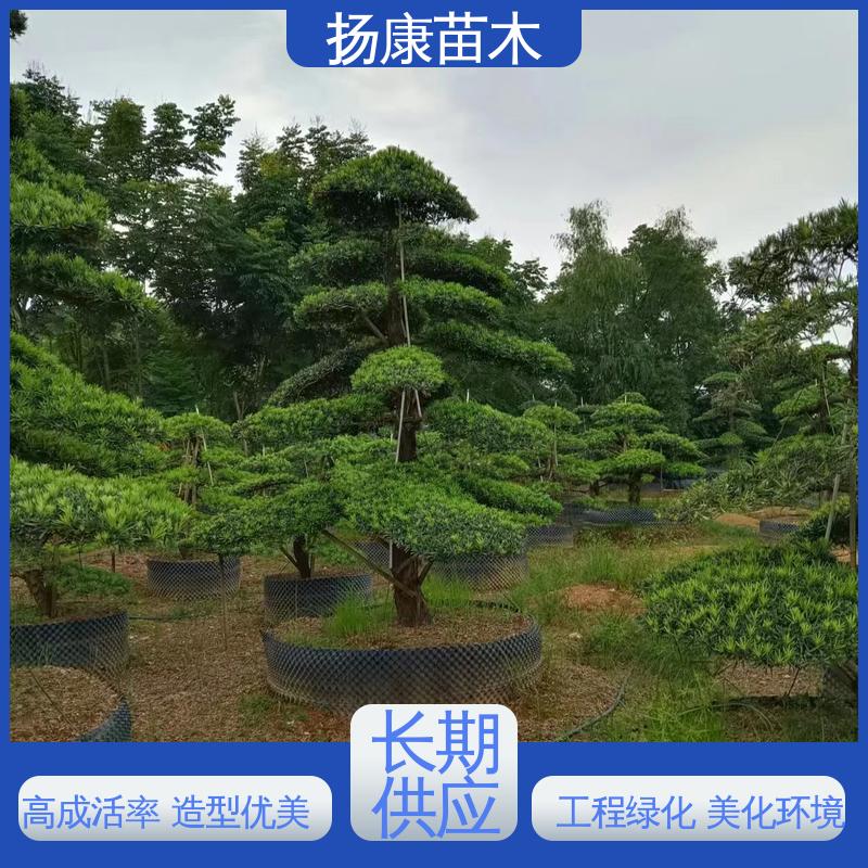 扬康苗木 20公分罗汉松 庭院小区绿化造景树 常绿乔木 适应性强