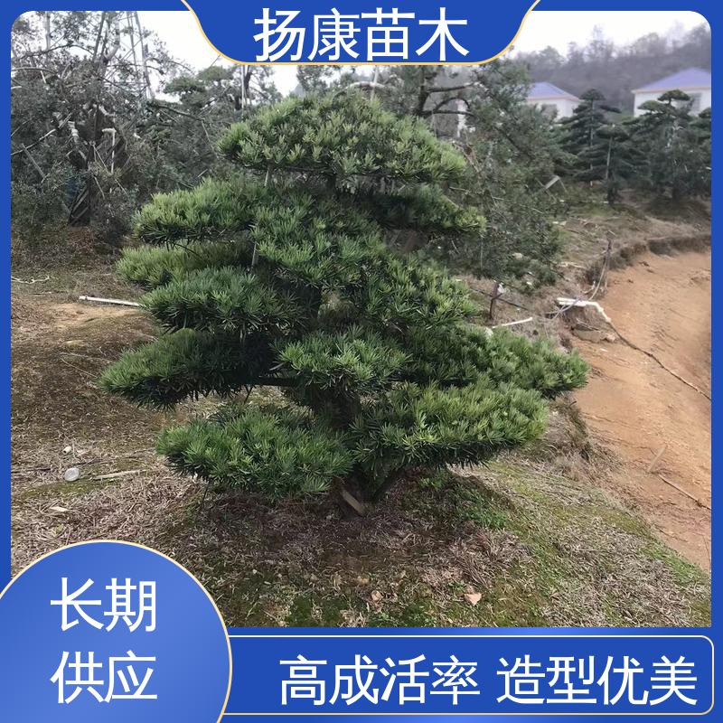 扬康苗木 斜票风罗松 庭院别墅景观树 枝叶紧密 美丽多姿