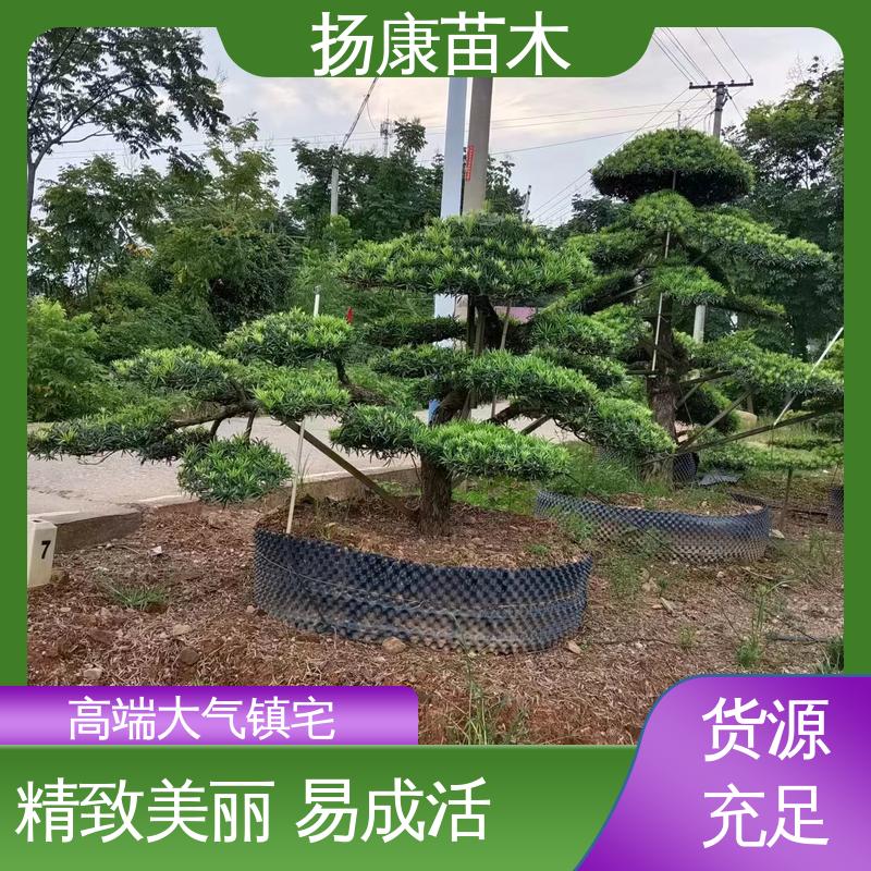 扬康苗木 罗汉松盆景 园林庭院造景植物 树形优美 四季常绿