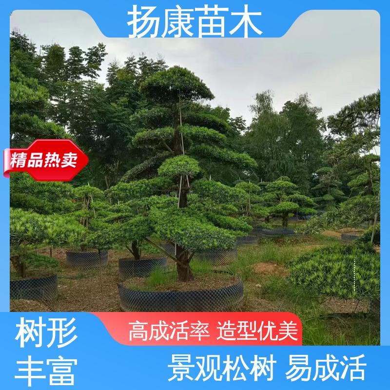 扬康苗木 基地供应 18公分罗汉公 园林绿化专用树 适用性强 规格齐全