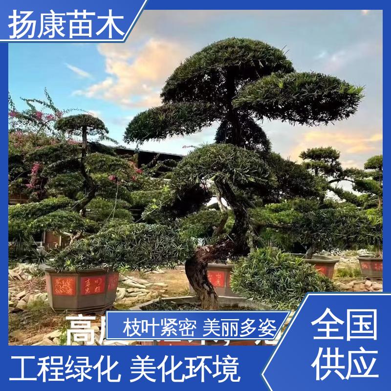 扬康苗木 基地供应 精品罗汉松 园林绿化工程设计 观赏价值高