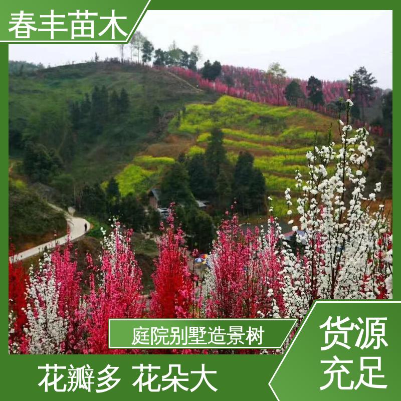 春丰苗木 基地现挖 绯桃6-8公分 重花叠瓣 效果佳
