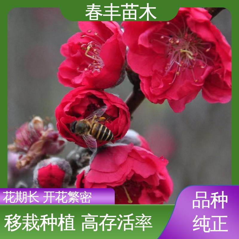 春丰苗木 基地现挖 绯桃30元打土球上车 规格齐全 品种纯正