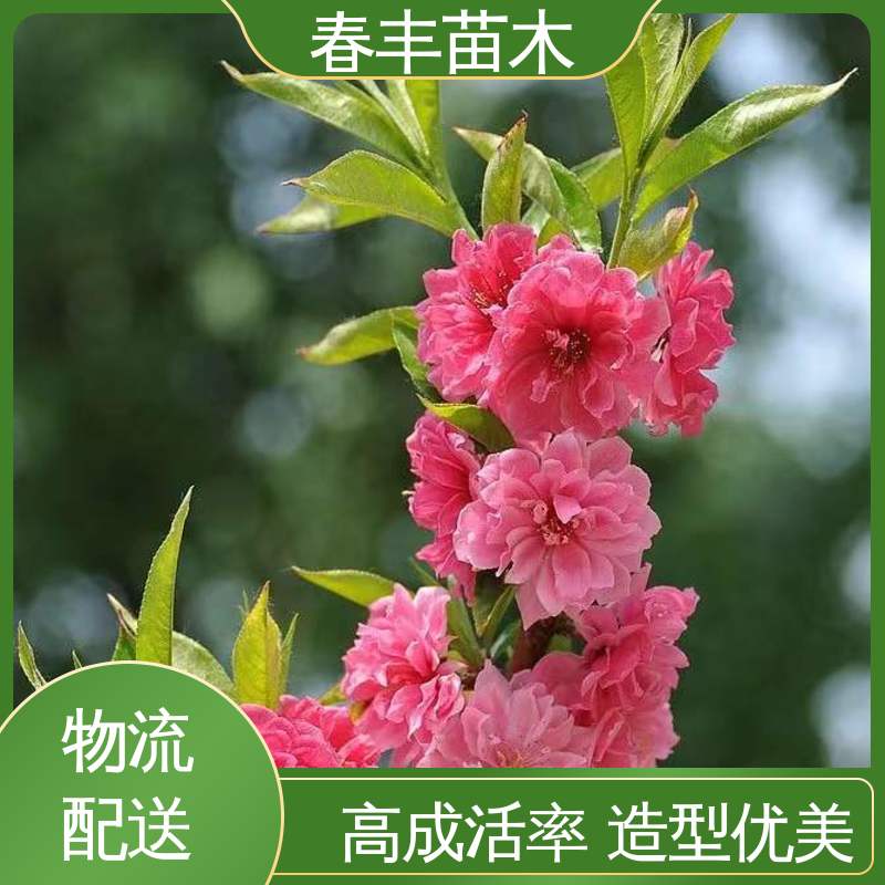 春丰苗木 基地现挖 绿花桃5-9公分 包装好 成活率高