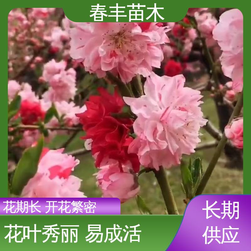 春丰苗木 基地供应 绯桃树40元装车 质量合格 一条龙培育