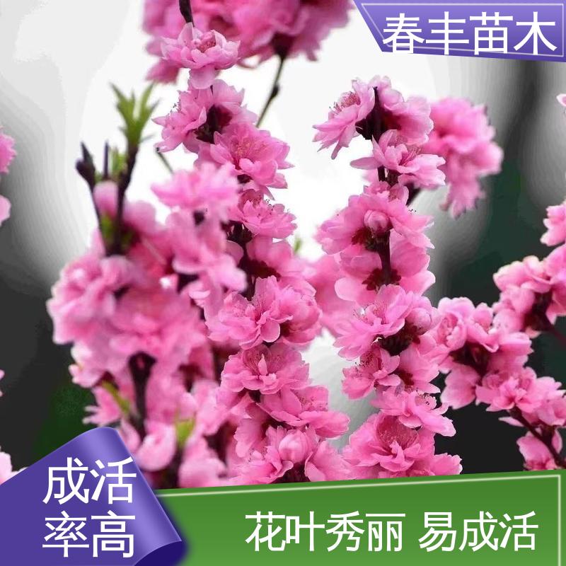 春丰苗木 基地供应 帚形桃6-8公分 质量合格 一条龙培育
