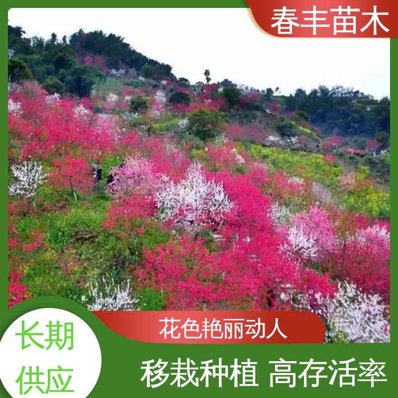 春丰苗木 基地现挖 绿花桃40元装车 质量合格 一条龙培育