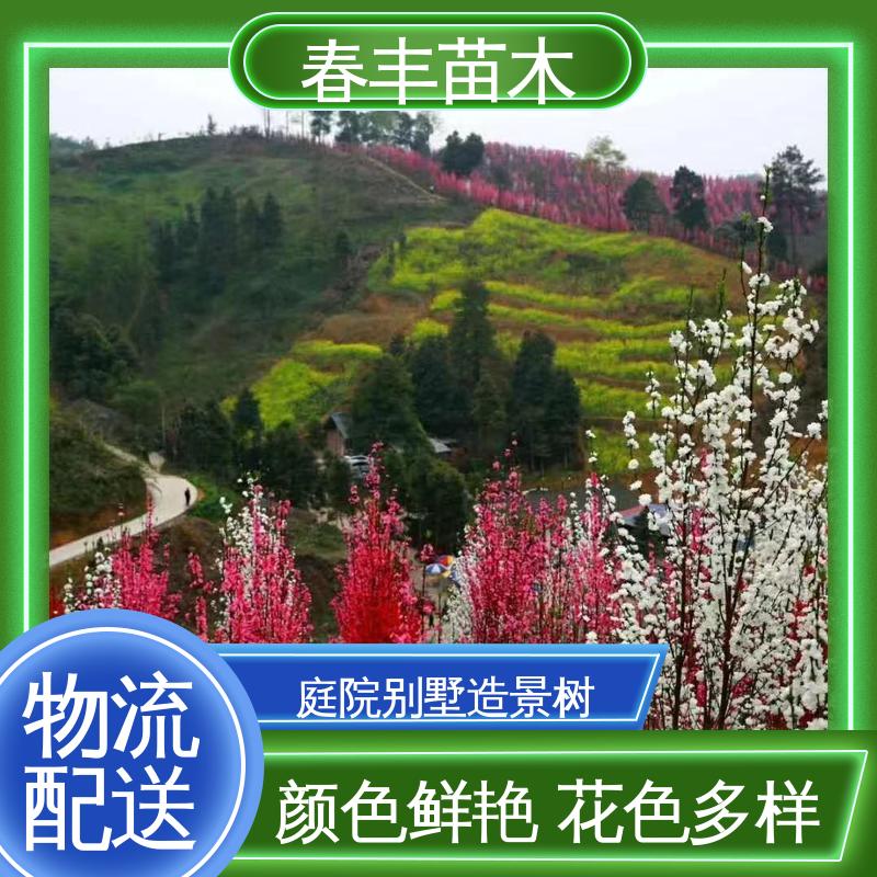 春丰苗木 基地现挖 青叶碧桃5-9公分 花色艳丽动人
