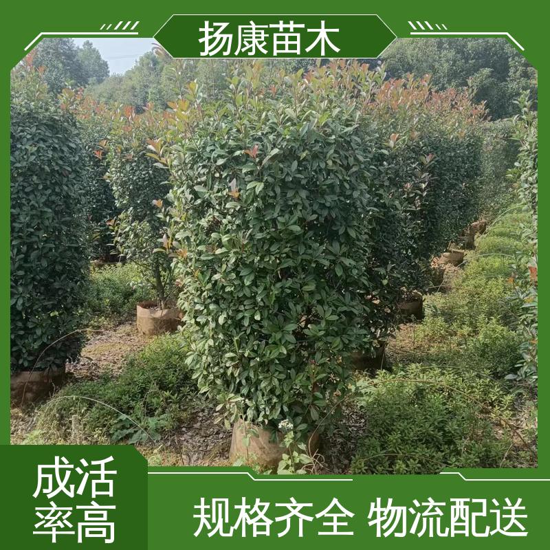 扬康苗木 基地供应 纸石楠球 绿化工程行道树 造型优美 易成活