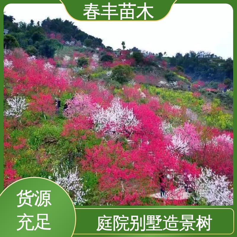 春丰苗木 基地供应 粉花碧桃 8-10公分 质量合格 一条龙培育