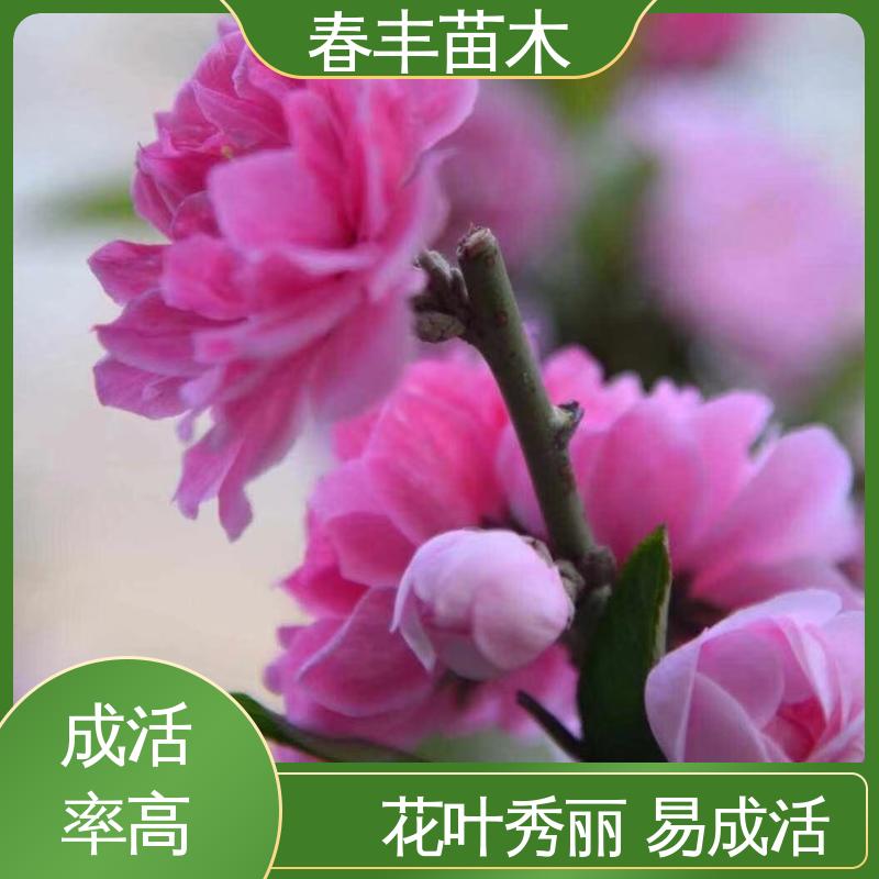 春丰苗木 基地供应 白花山碧桃40元装车 花叶秀丽 易成活