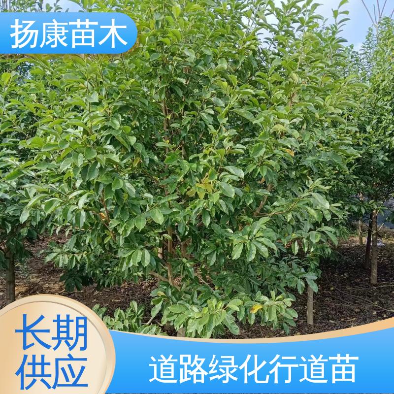 扬康苗木 基地供应 乐 昌含笑批发 园林景区栽植 树形丰富 成活率高