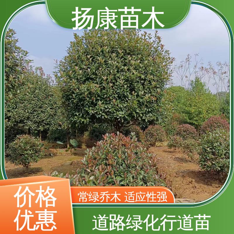 扬康苗木 红叶石楠 园区道路绿化苗 树形丰富 成活率高