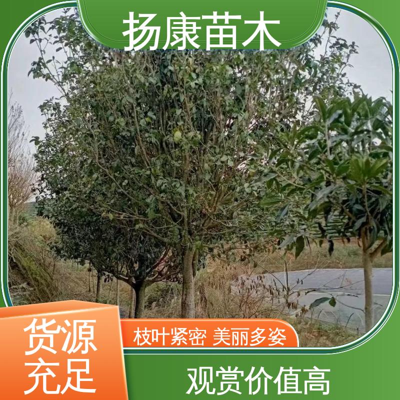 扬康苗木 基地供应 核花金柱 园林绿化专用树 精致美丽 易成活