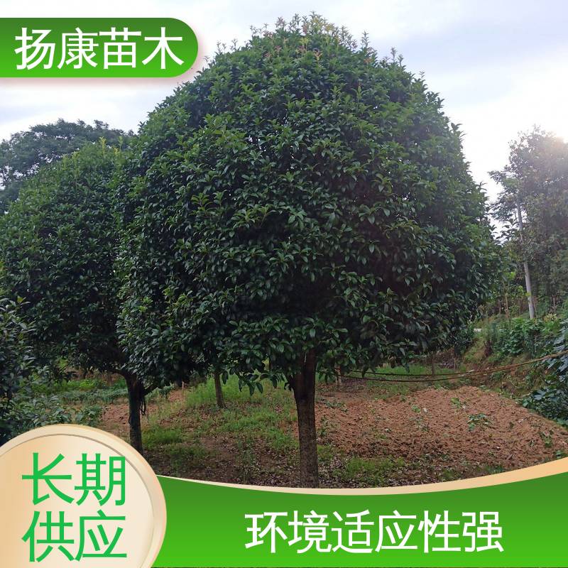 扬康苗木 18公分桂花 园林庭院造景植物 观赏价值高