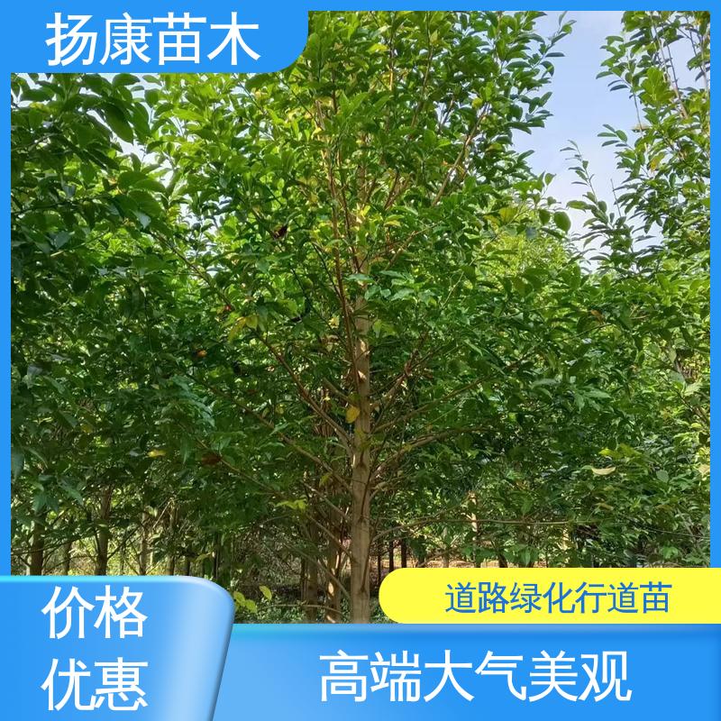 扬康苗木 12公分乐 昌含笑 园区道路绿化苗 造型优美 易成活