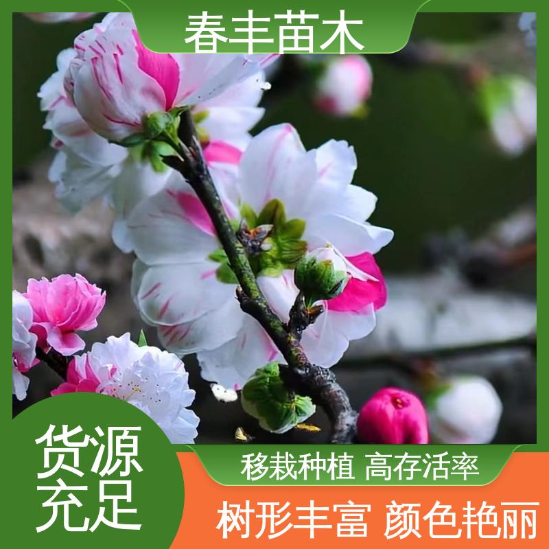 春丰苗木 基地供应 洒红龙柱桃6-8公分 包装好 成活率高