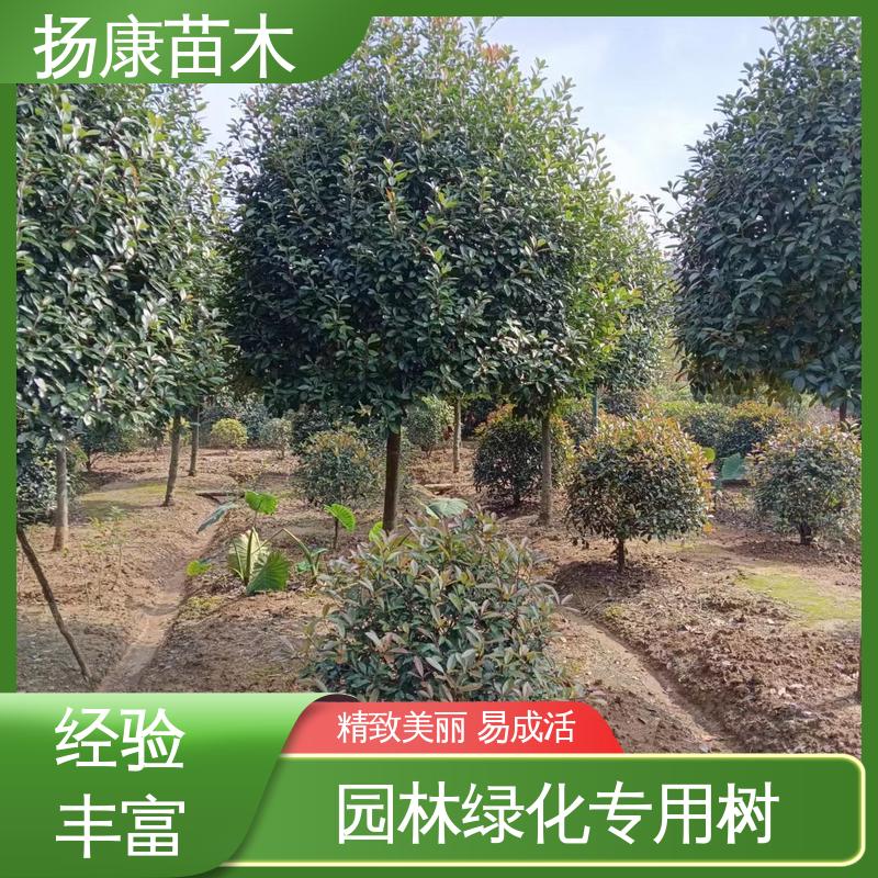 扬康苗木 基地供应 红叶石楠球 城市景观绿化树 适用性强 规格齐全