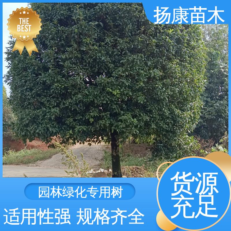 扬康苗木 基地供应 18公分乐 昌含笑 绿化工程行道树 观赏价值高