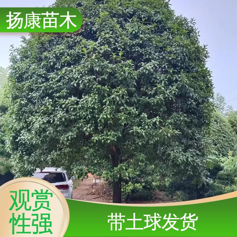 扬康苗木 20公分桂花 园林绿化工程设计 树形优美 成活率高