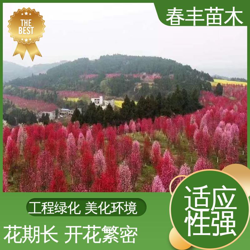 春丰苗木 基地供应 白碧桃30元打土球上车 花色多样