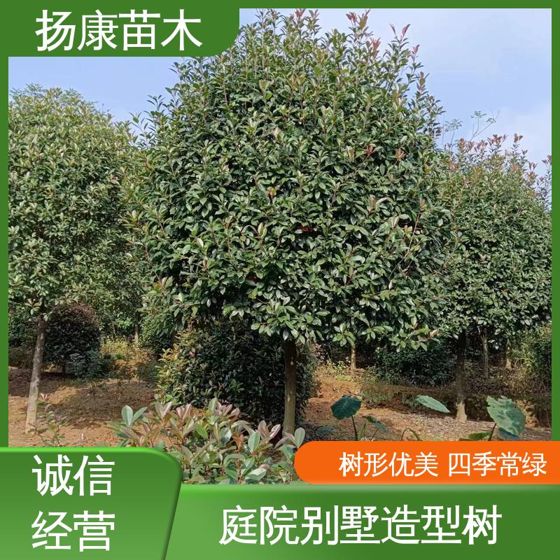 扬康苗木 红叶南栓 城市景观绿化树 适用性强 规格齐全