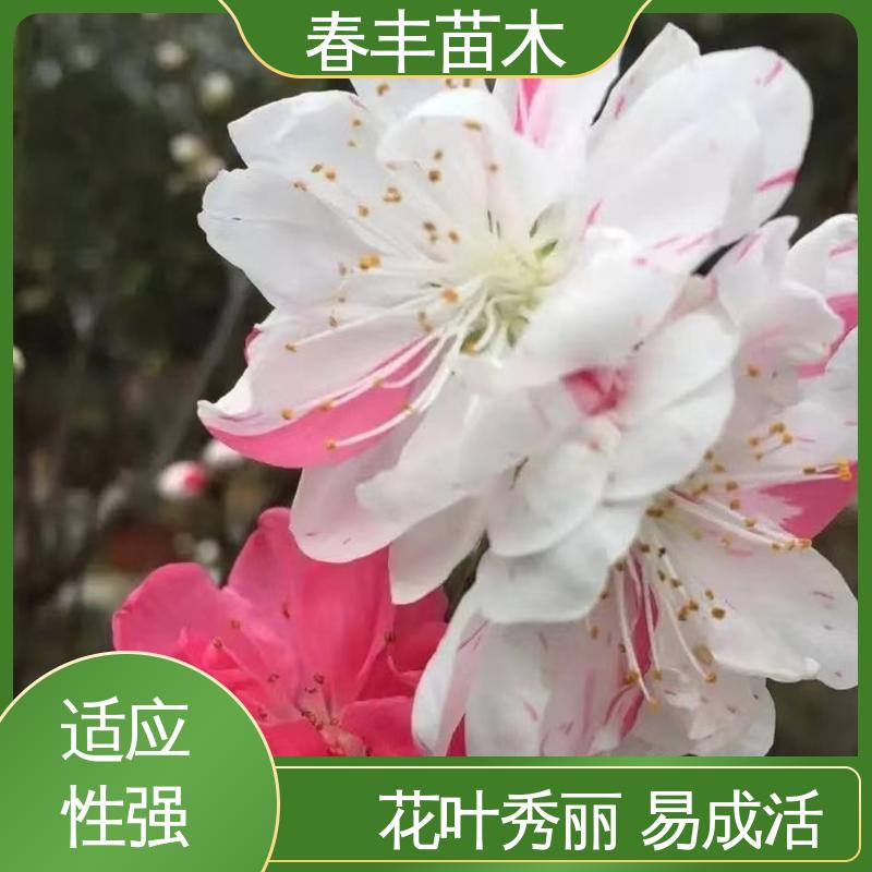 春丰苗木 基地现挖 品虹 8-10公分 花瓣多 花朵大 