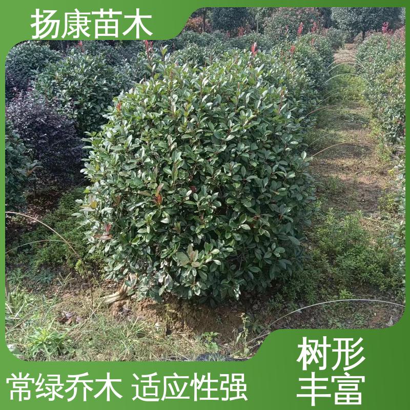 扬康苗木 基地供应 小楠 绿化工程行道树 精致美丽 易成活
