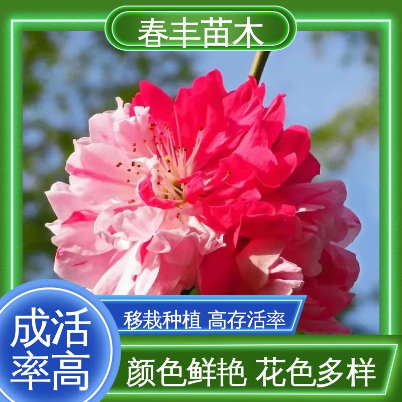 春丰苗木 基地现挖 红叶桃6-8公分 花瓣多 花朵大 