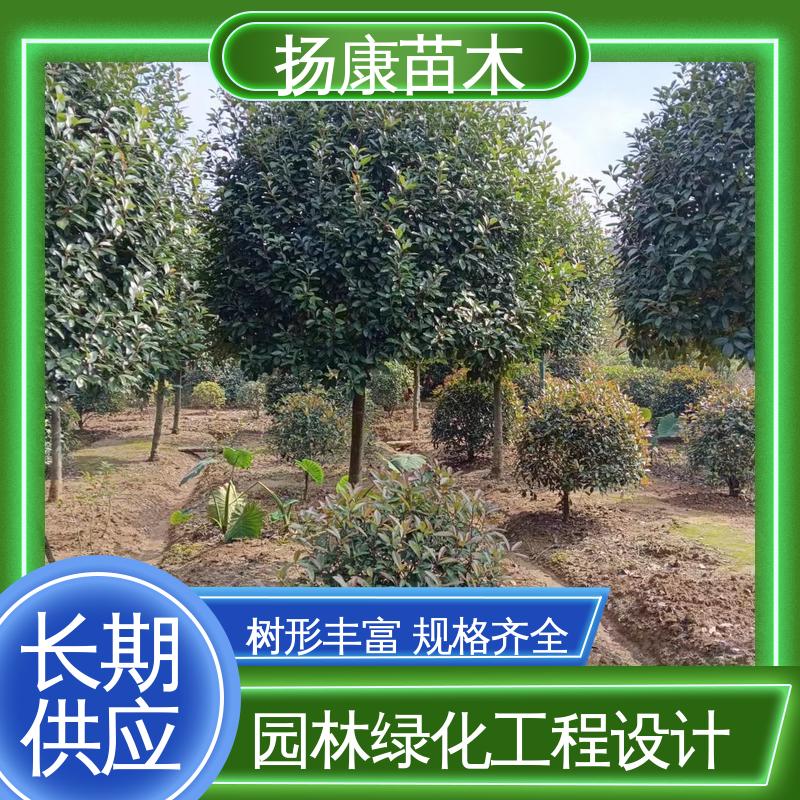 扬康苗木 基地供应 红叶石楠树 庭院小区绿化造景树 环境适应性强