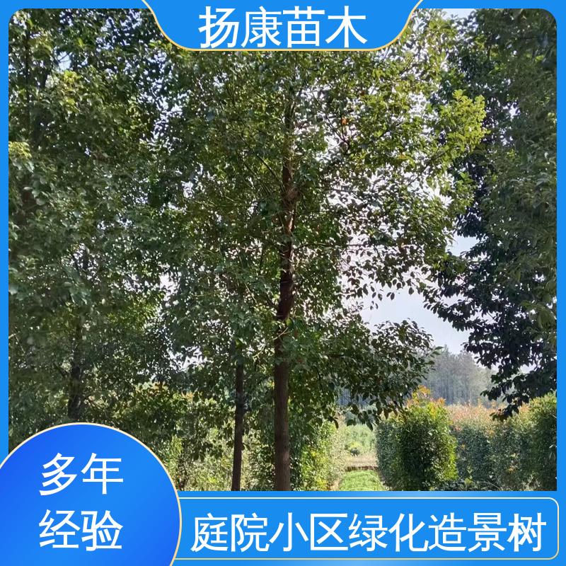 扬康苗木 12公分乐 昌含笑 园林庭院造景植物 枝叶紧密 美丽多姿