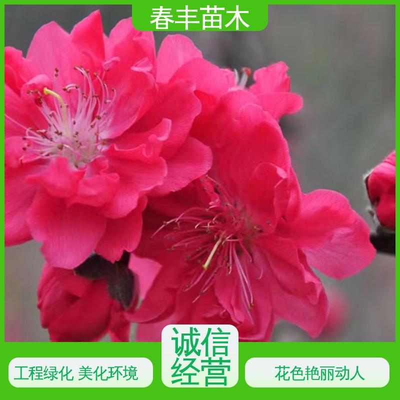 春丰苗木 观赏桃树苗2公分 花瓣多 花朵大 效果佳