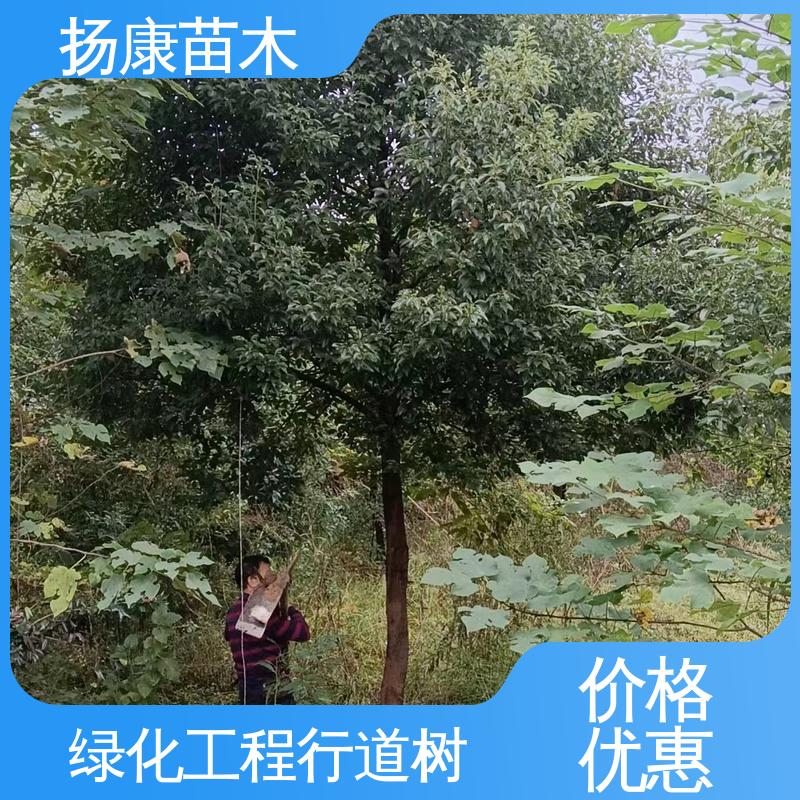 扬康苗木 基地供应 乐 昌含笑批发 园林景区栽植 观赏价值高