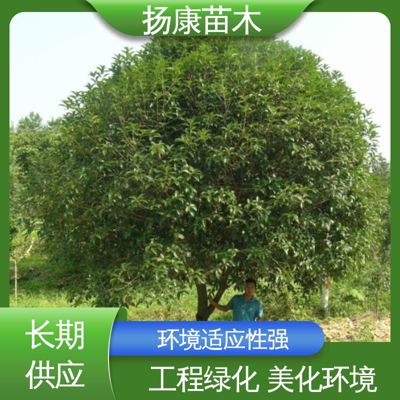 扬康苗木 基地供应 25公分桂花 园林绿化专用树 树形优美 成活率高