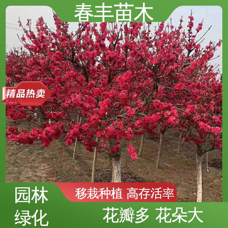 春丰苗木 观赏桃树苗重点培育 工程绿化 美化环境 花色艳丽动人