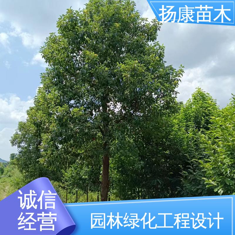 扬康苗木 基地供应 浙 江乐 昌含笑 道路绿化行道苗 适用性强 规格齐全