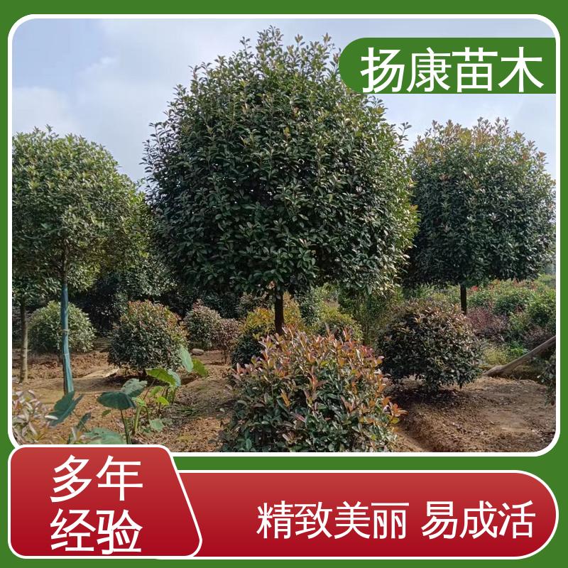 扬康苗木 红叶石楠 园林庭院造景植物 高端大气美观