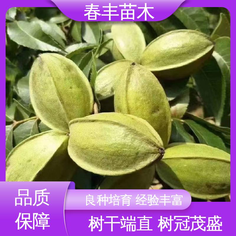 春丰苗木 碧根果杯装苗专业育苗 良种培育 移栽种植 高存活率