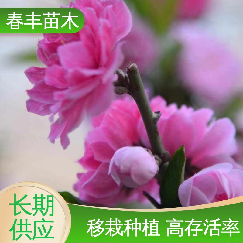 春丰苗木 基地供应 簪粉碧桃5-9公分 包装好 成活率高