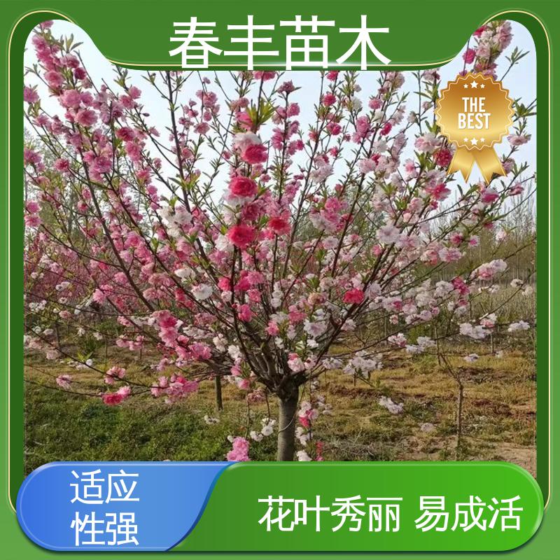 春丰苗木 基地供应 品虹50元上车价 花瓣多 花朵大 